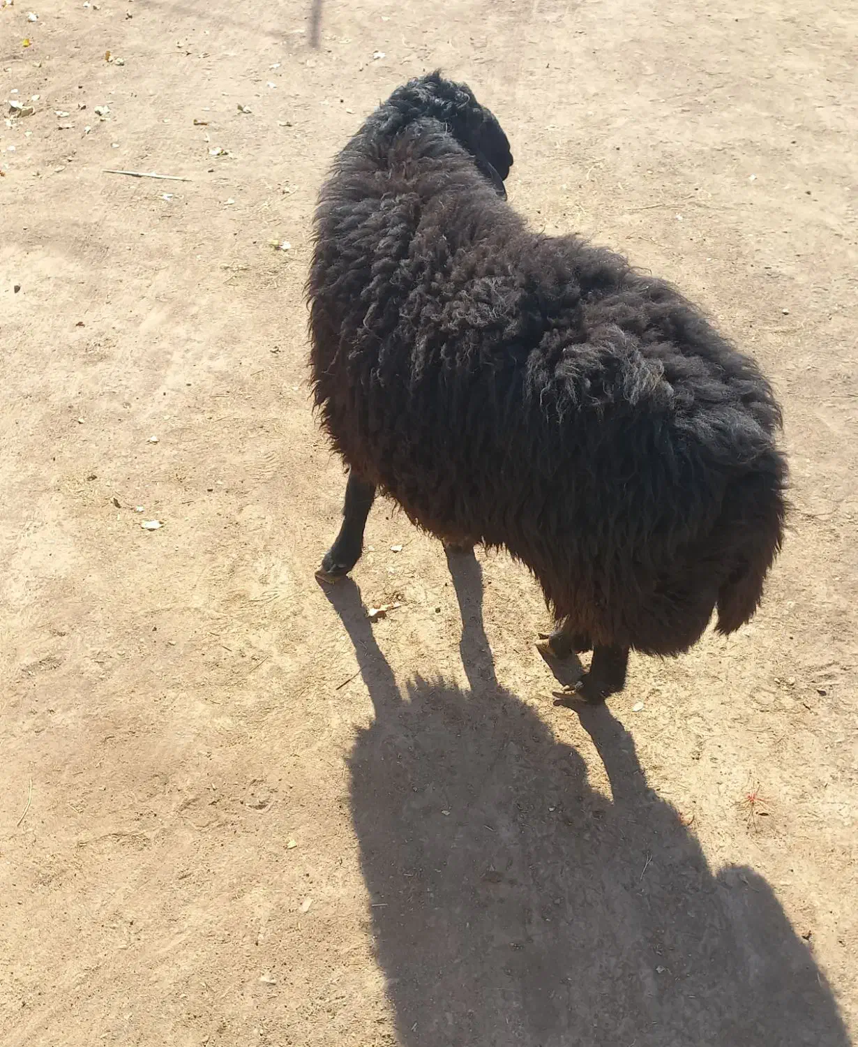 شیشک دودندان|حیوانات مزرعه|عطاملک, |دیوار