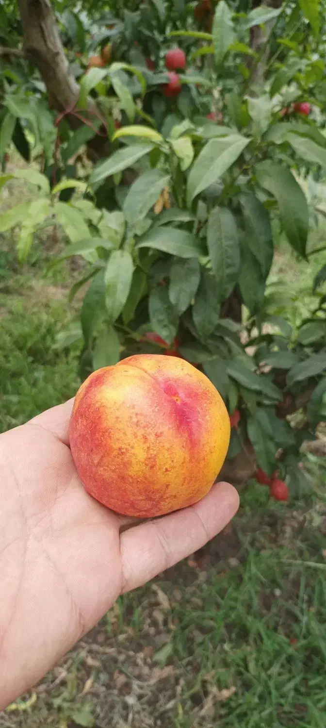 انواع نهال شلیل|خدمات باغبانی و درختکاری|خوی, |دیوار