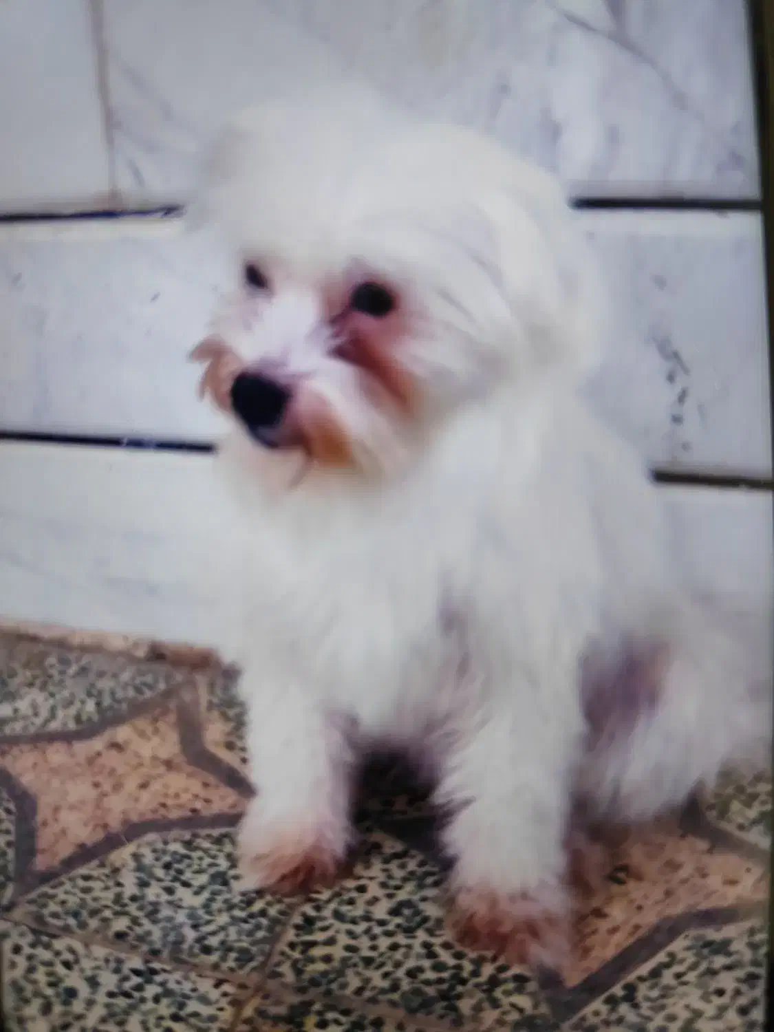 سگ شیتزو|سگ|باغ بهادران, |دیوار