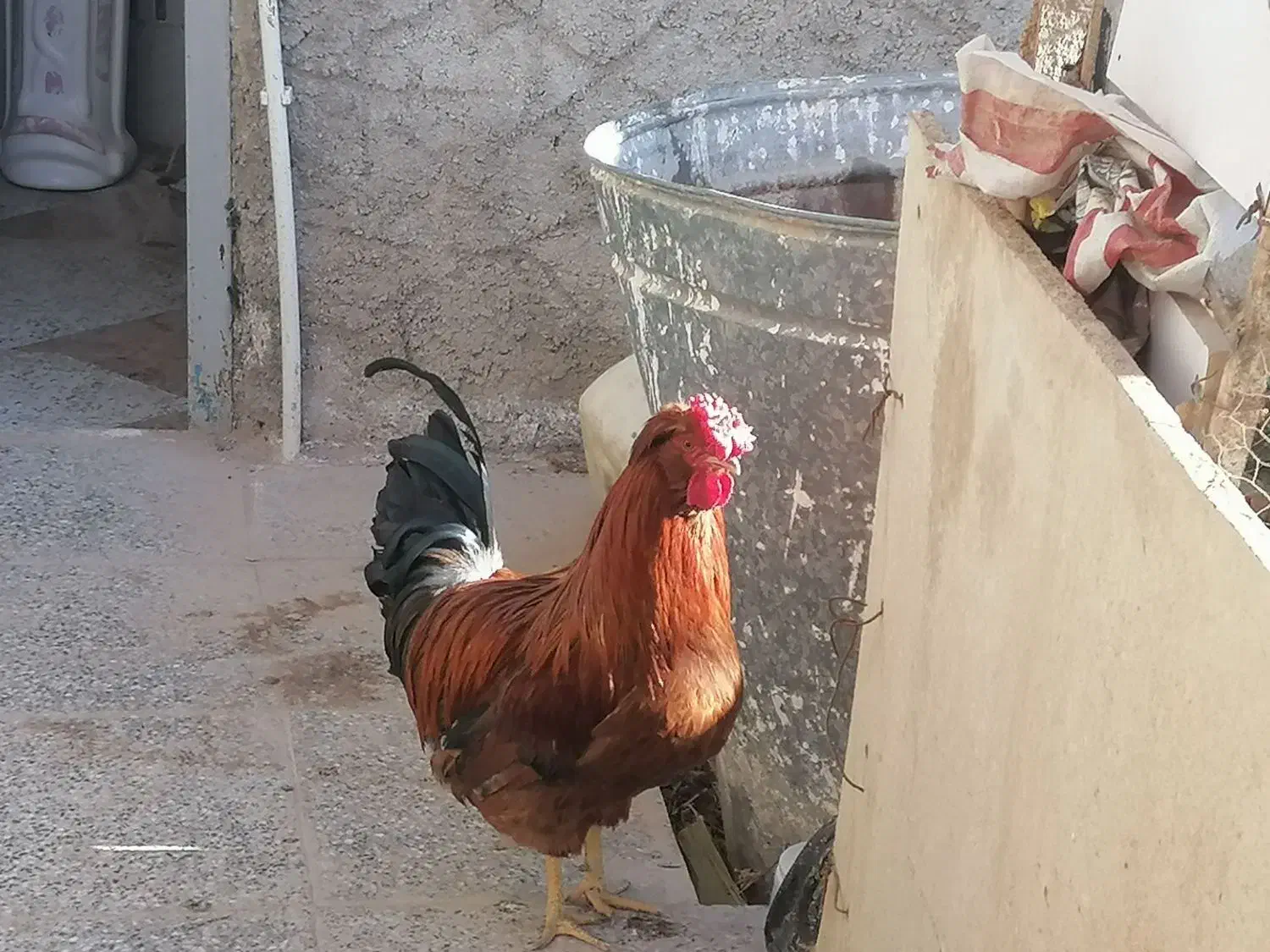 خروس محلی|حیوانات مزرعه|یزدان شهر, |دیوار