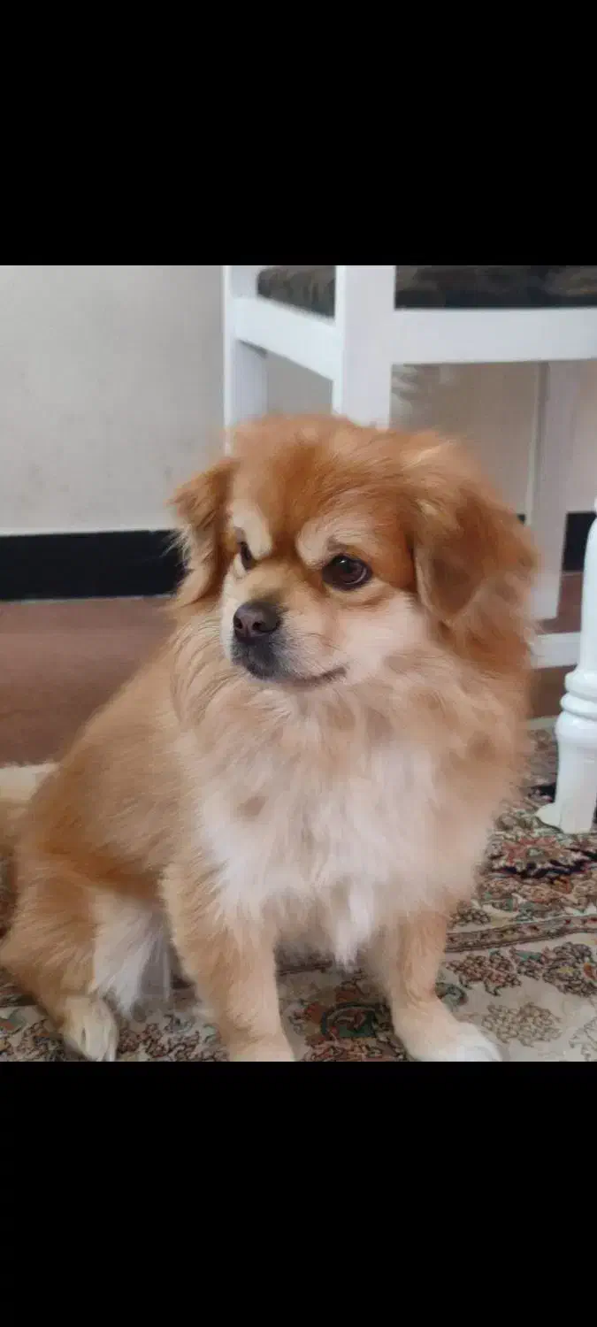 واگذاری|سگ|شاهین‌شهر, شهرک پردیس|دیوار