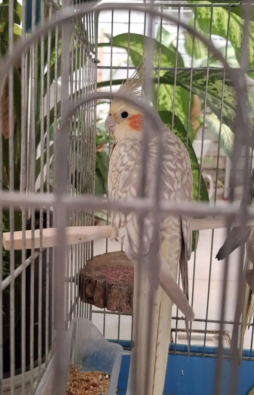 عروسی هلندی|پرنده|قصرشیرین, |دیوار