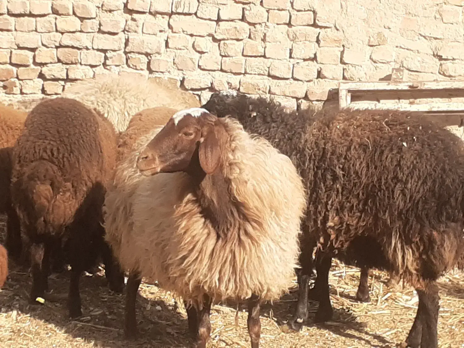 میش آبستن|حیوانات مزرعه|شهریار, شهرک امیریه|دیوار