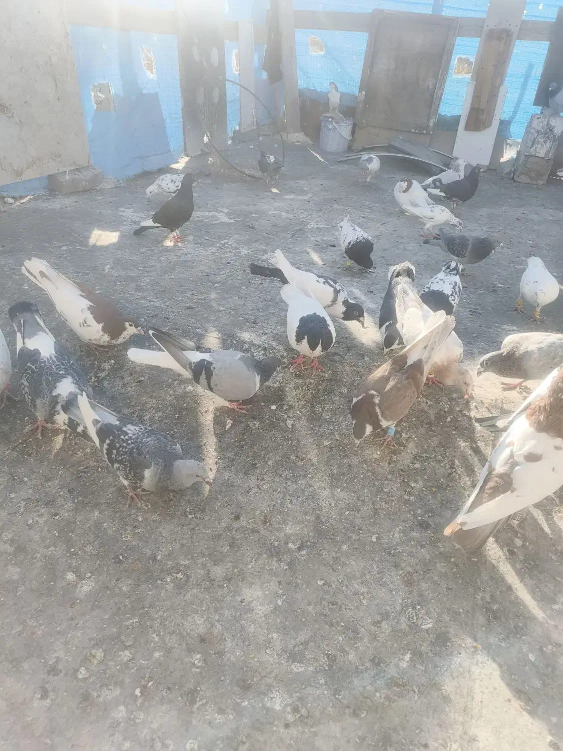 کبوتر گمشده|حیوانات|گلبهار, شهر جدید گلبهار|دیوار