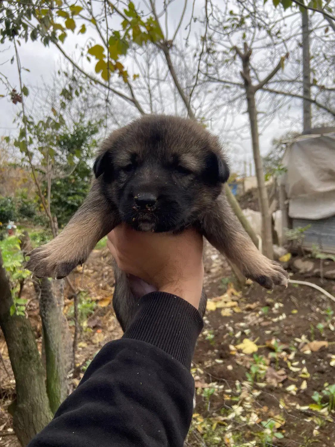 توله سگ|سگ|تالش, طولارود|دیوار