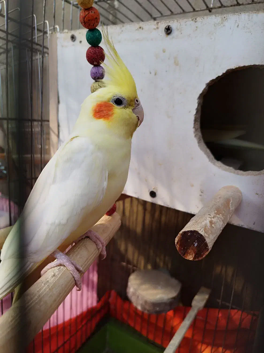 عروس هلندی جفت|پرنده|رودسر, |دیوار