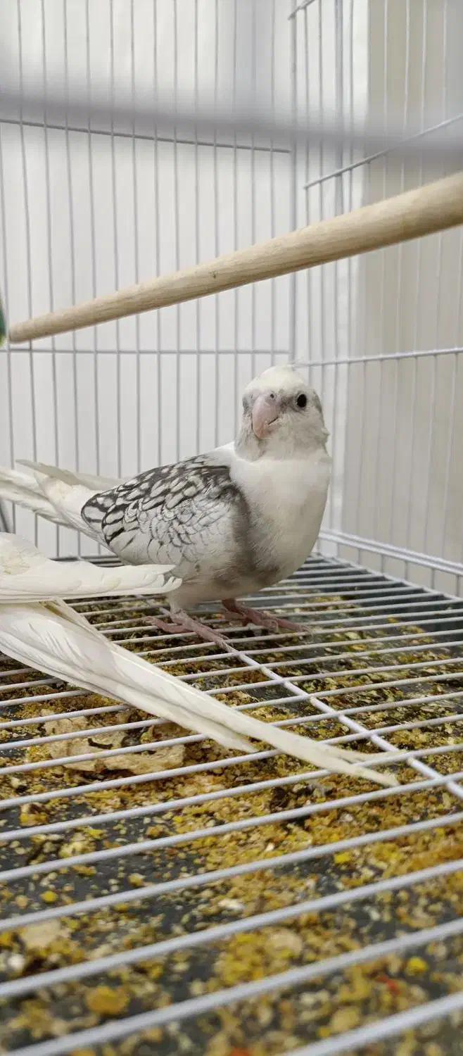 عروس هلندی|پرنده|تربت‌حیدریه, پیشکوه|دیوار