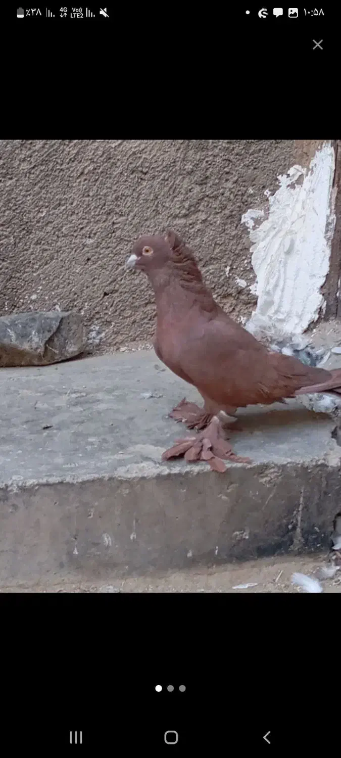 راعب اصیل معاوضه|پرنده|قرچک, میرزائی شمالی|دیوار