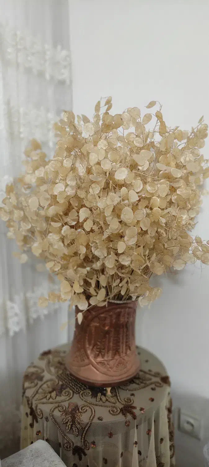 گیاه سکه ای|گل و گیاه طبیعی|تنکابن, |دیوار