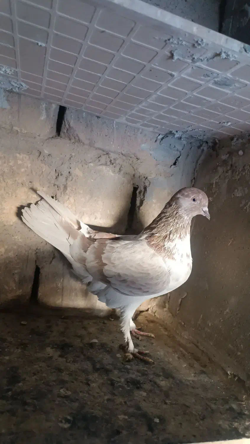 کفتر پرشی|پرنده|قم, حنیف نژاد|دیوار