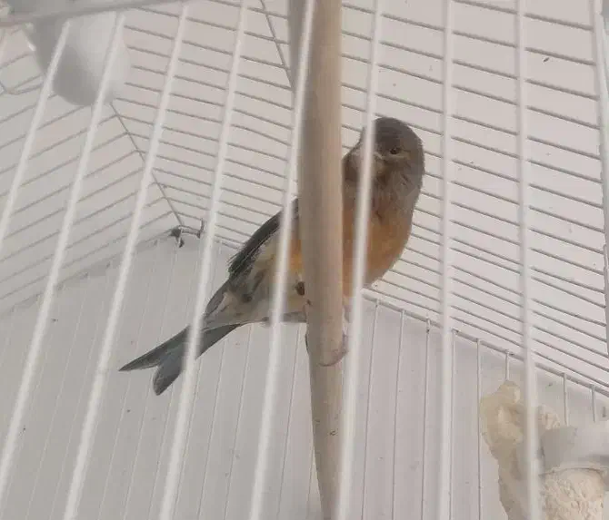 قناری سوخته نر|پرنده|بم, |دیوار