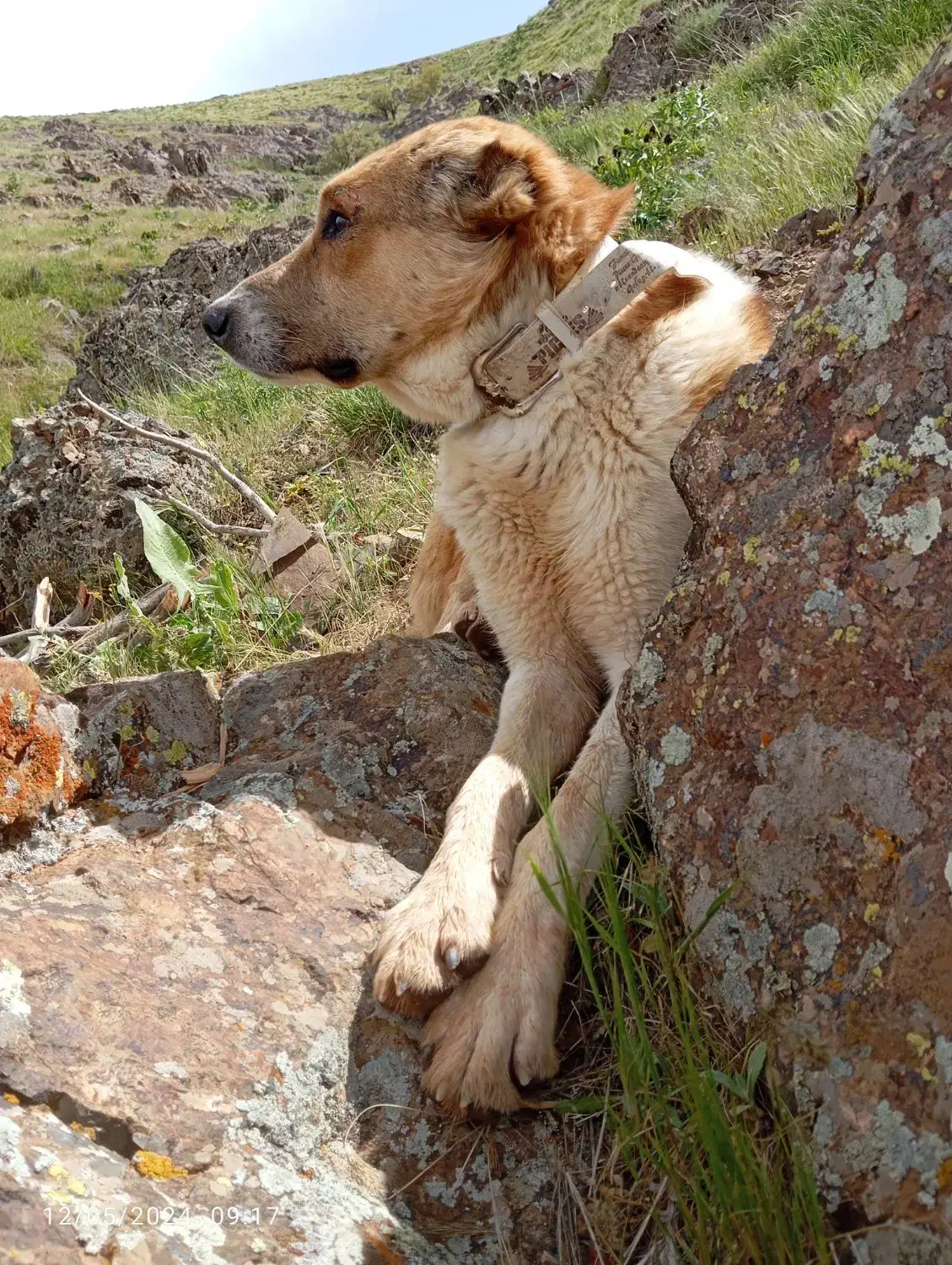 گم شده|سگ|سنندج, |دیوار