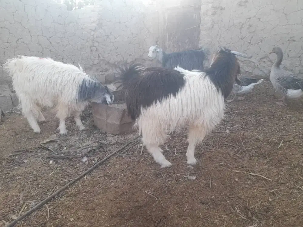 ۱۶ راس بزغاله چاق و چلبک نرو ماده به قیمت مناسب|حیوانات مزرعه|هامون, |دیوار