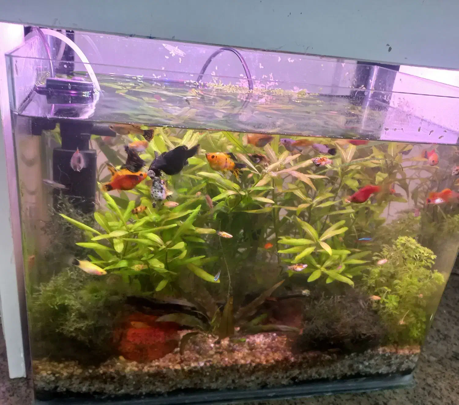 آکواریوم پلنت|ماهی|بهبهان, |دیوار