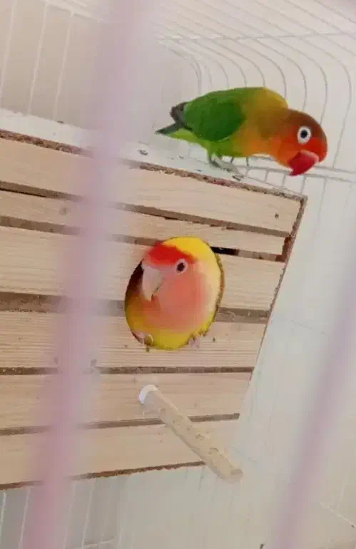 پرنده|پرنده|فردیس, سپید دشت|دیوار