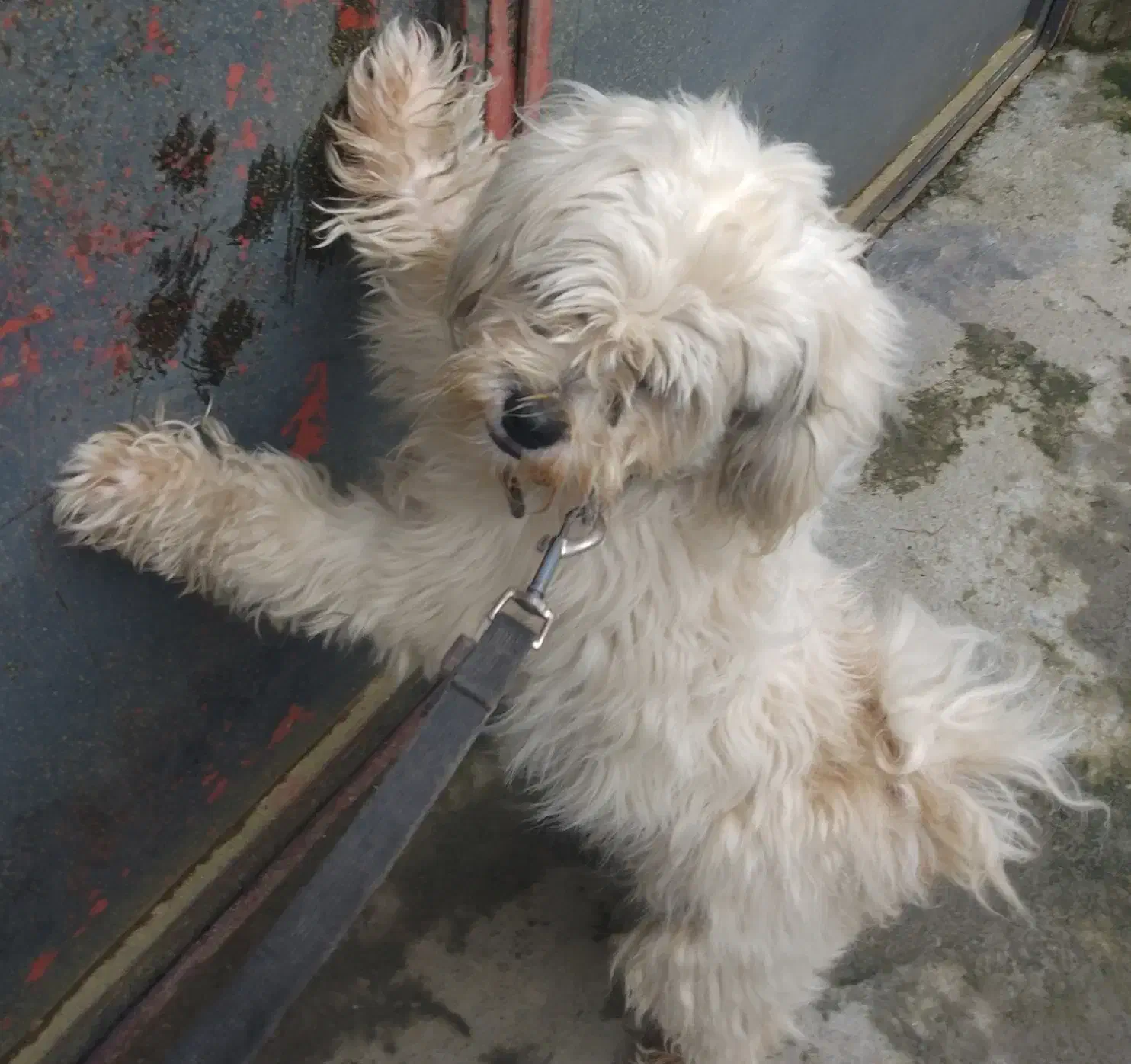 سگ پشمالو|سگ|لاهیجان, حاجی آباد|دیوار