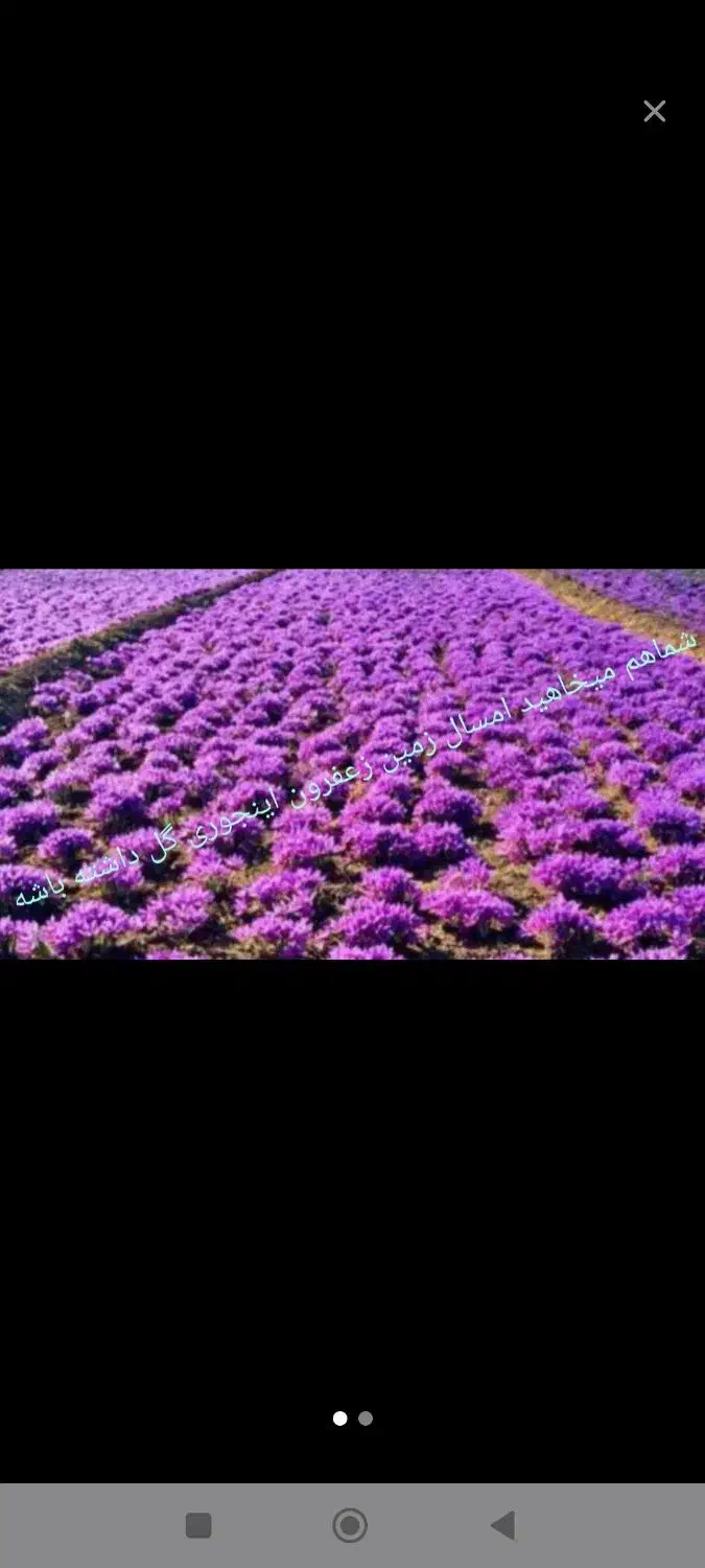 گل دهی بیشتر .تضمینی . سود بیشتر|گل و گیاه طبیعی|خواف, |دیوار