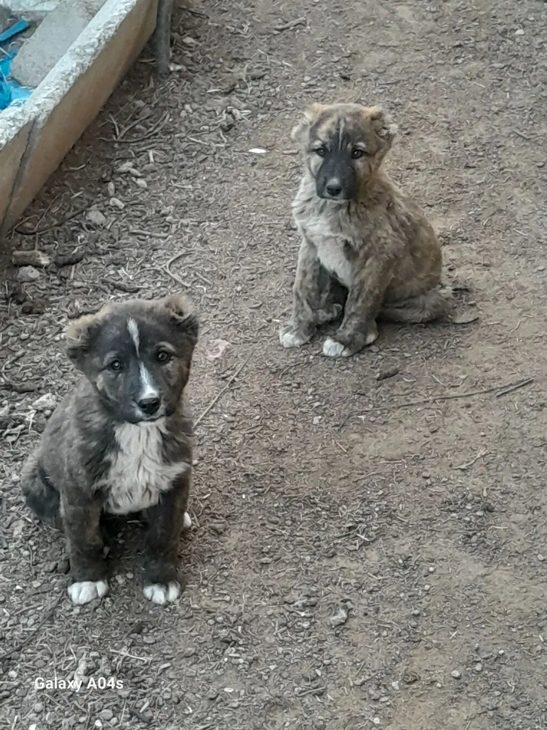 توله افغان|سگ|کشکوئیه, |دیوار