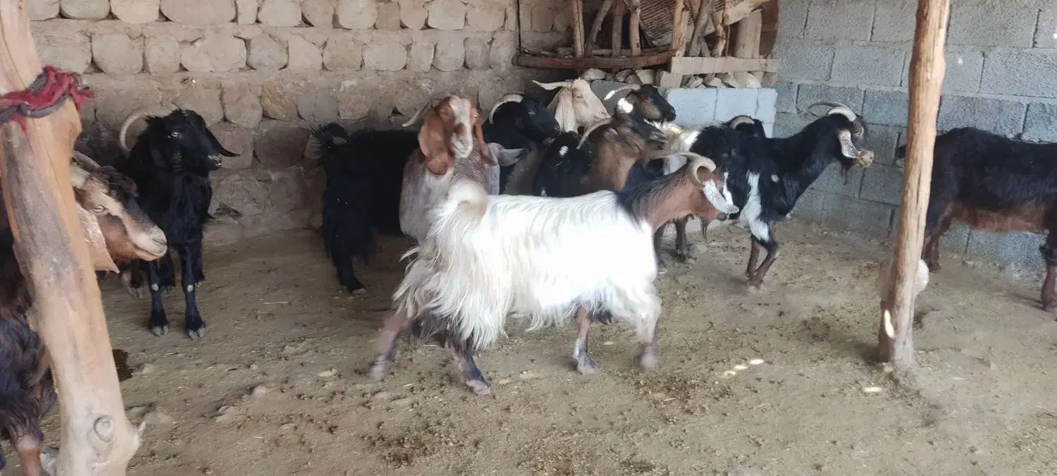 بز کشتار چاق|حیوانات مزرعه|اندیمشک, |دیوار