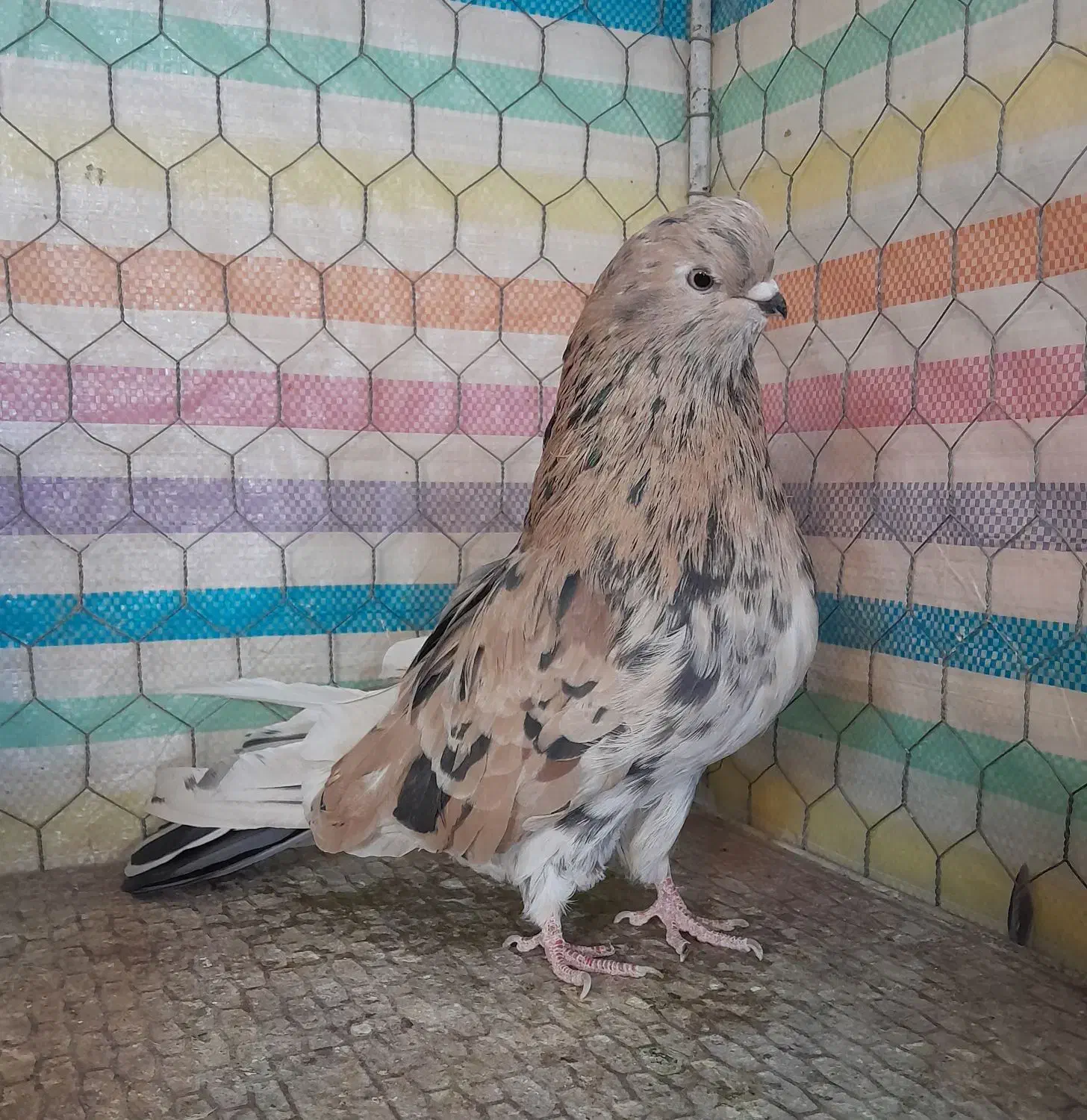 سرور|پرنده|زنجان, |دیوار