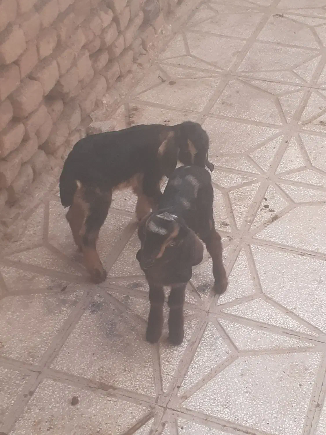 بزغاله شیری دوعدد یکی نر یکی ماده سالم سرحال|حیوانات مزرعه|سبزوار, اسلام آباد|دیوار