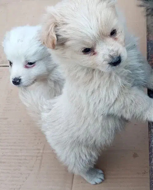 توله پامر روباهی|سگ|محمدشهر, ولدآباد|دیوار