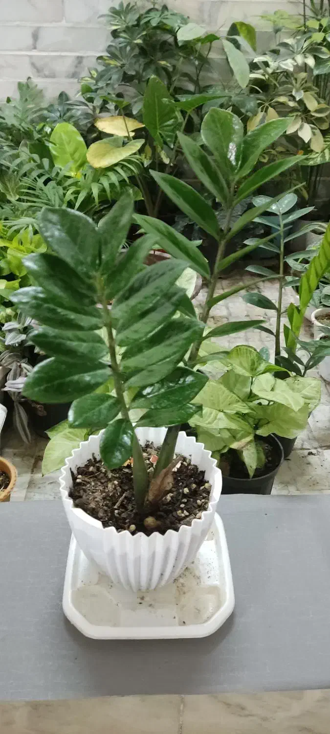 آپارتمانتو با این گلها زیباتر کن|گل و گیاه طبیعی|شاهینشهر, خبرنگار|دیوار