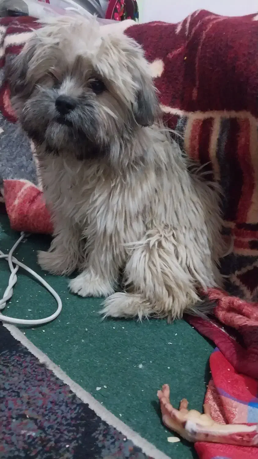 سگ شیتزو  پامرین|سگ|فسا, |دیوار