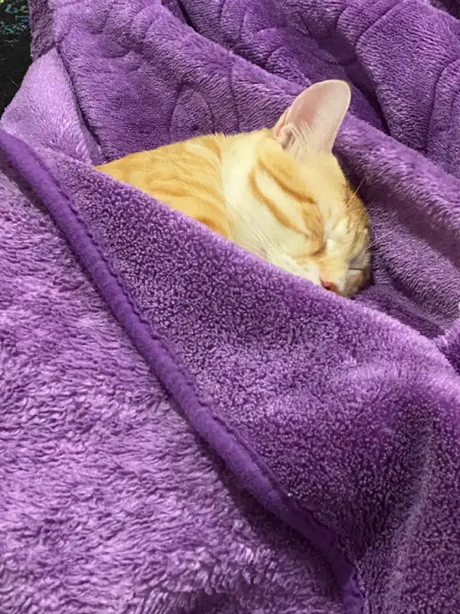 فروش گربه نر|گربه|آمل, |دیوار