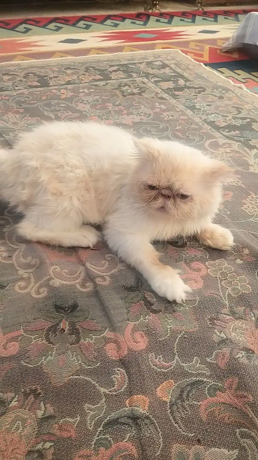 گربه نر سوپر فلت|گربه|گرگان, |دیوار