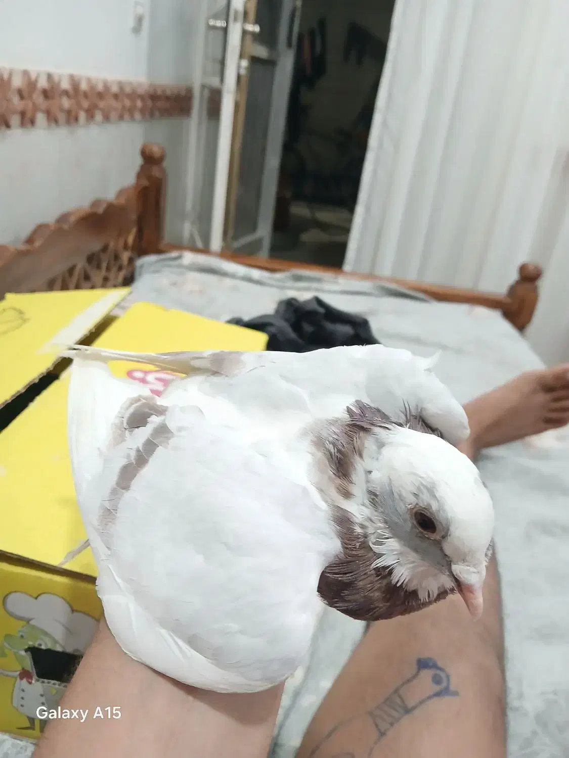 کبوتر پلاکی ذات دار|پرنده|بافق, |دیوار