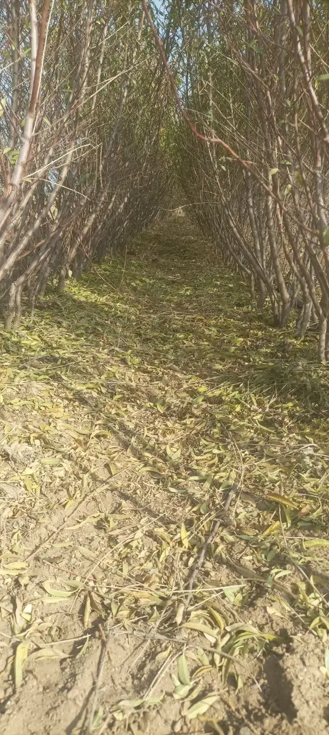 نهال دوساله|خدمات باغبانی و درختکاری|مراغه, |دیوار