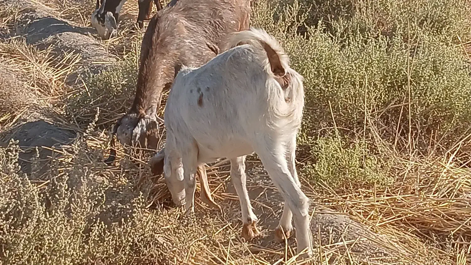 ۴ بزمنگوله دار ویک نری ۸ماهه|حیوانات مزرعه|چاه داد خدا, |دیوار