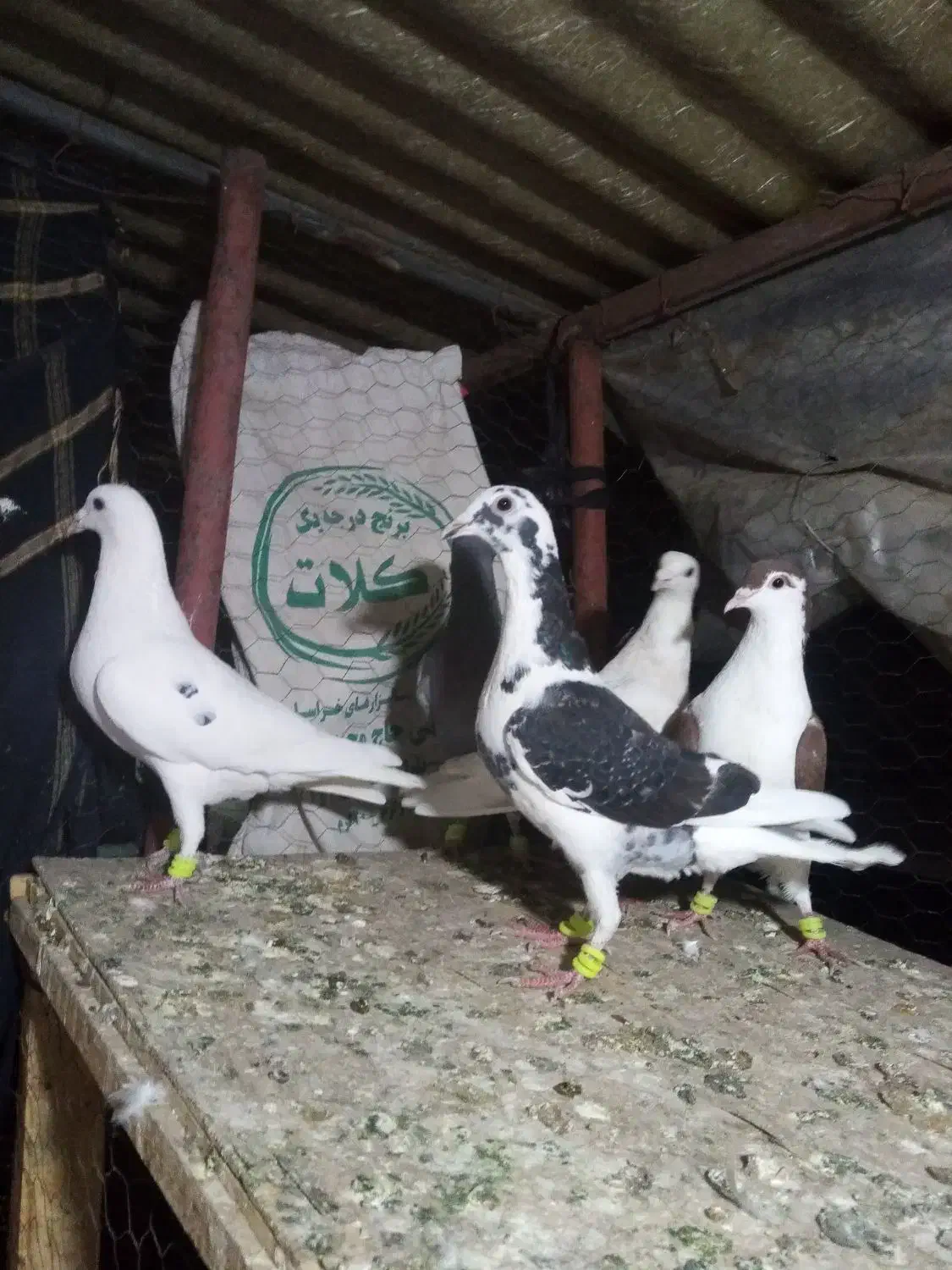 کفتر قلدور پرشی|پرنده|درمیان, |دیوار