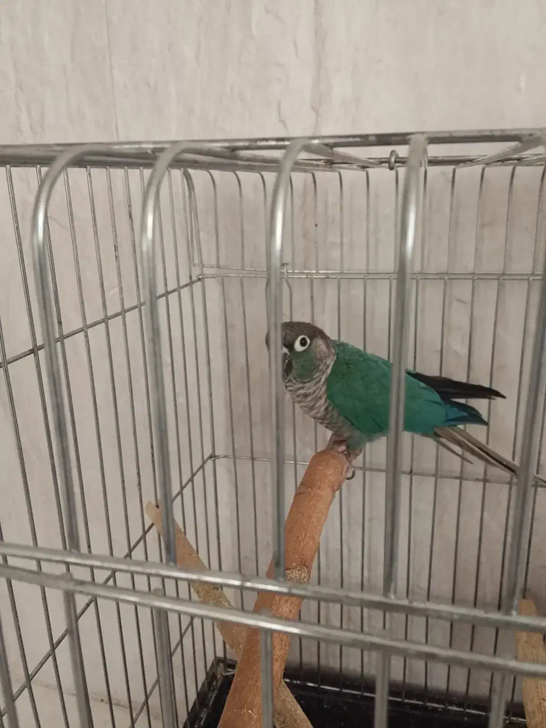 گرینچیک ،عروس،راهب،|پرنده|همدان, |دیوار