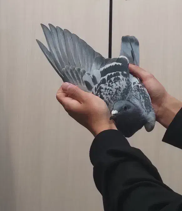 کبوتر پلاکی مسافتی|پرنده|شاهین‌شهر, عطار|دیوار