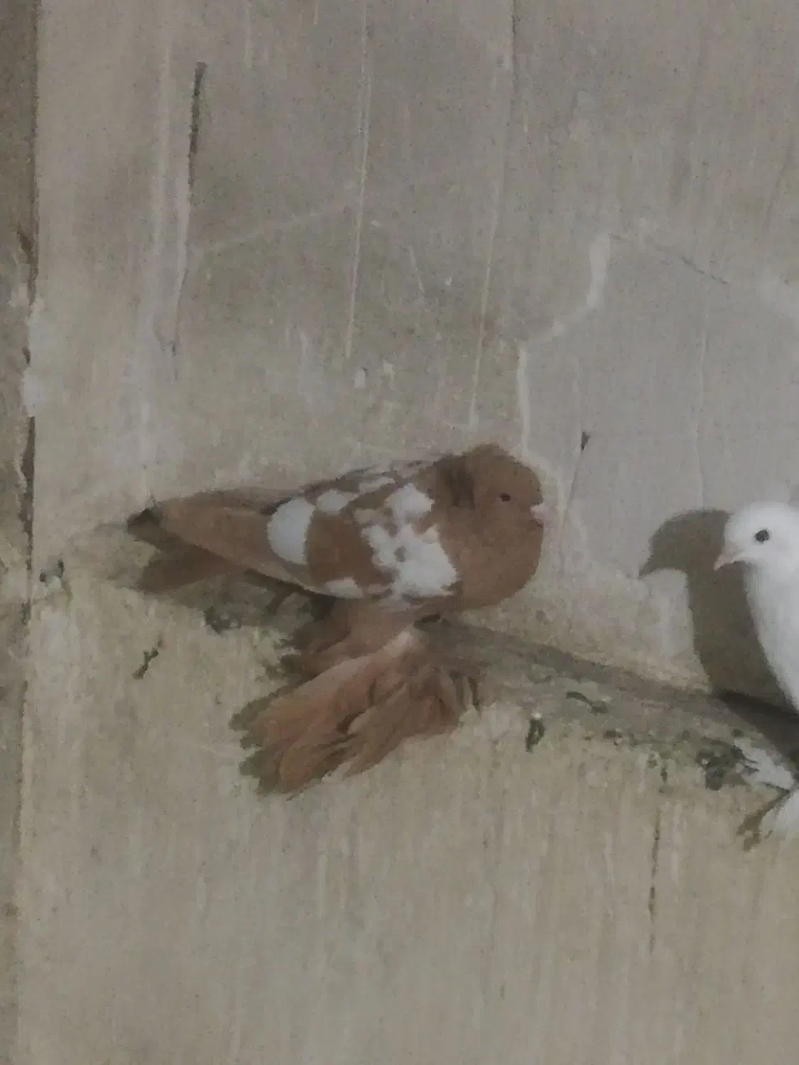 کبوتر|پرنده|تبریز, |دیوار