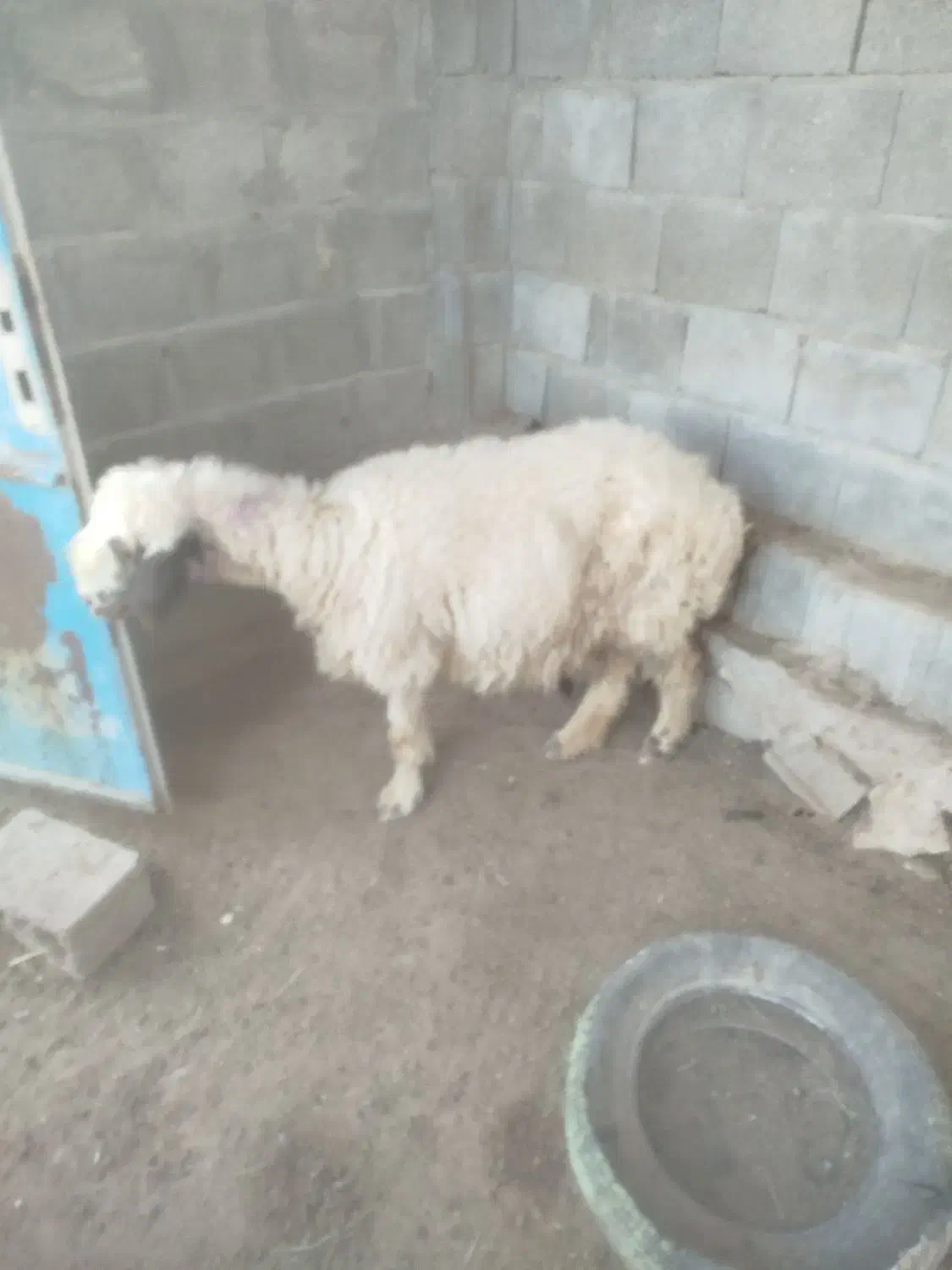 فروش میش|حیوانات مزرعه|خورموج, |دیوار