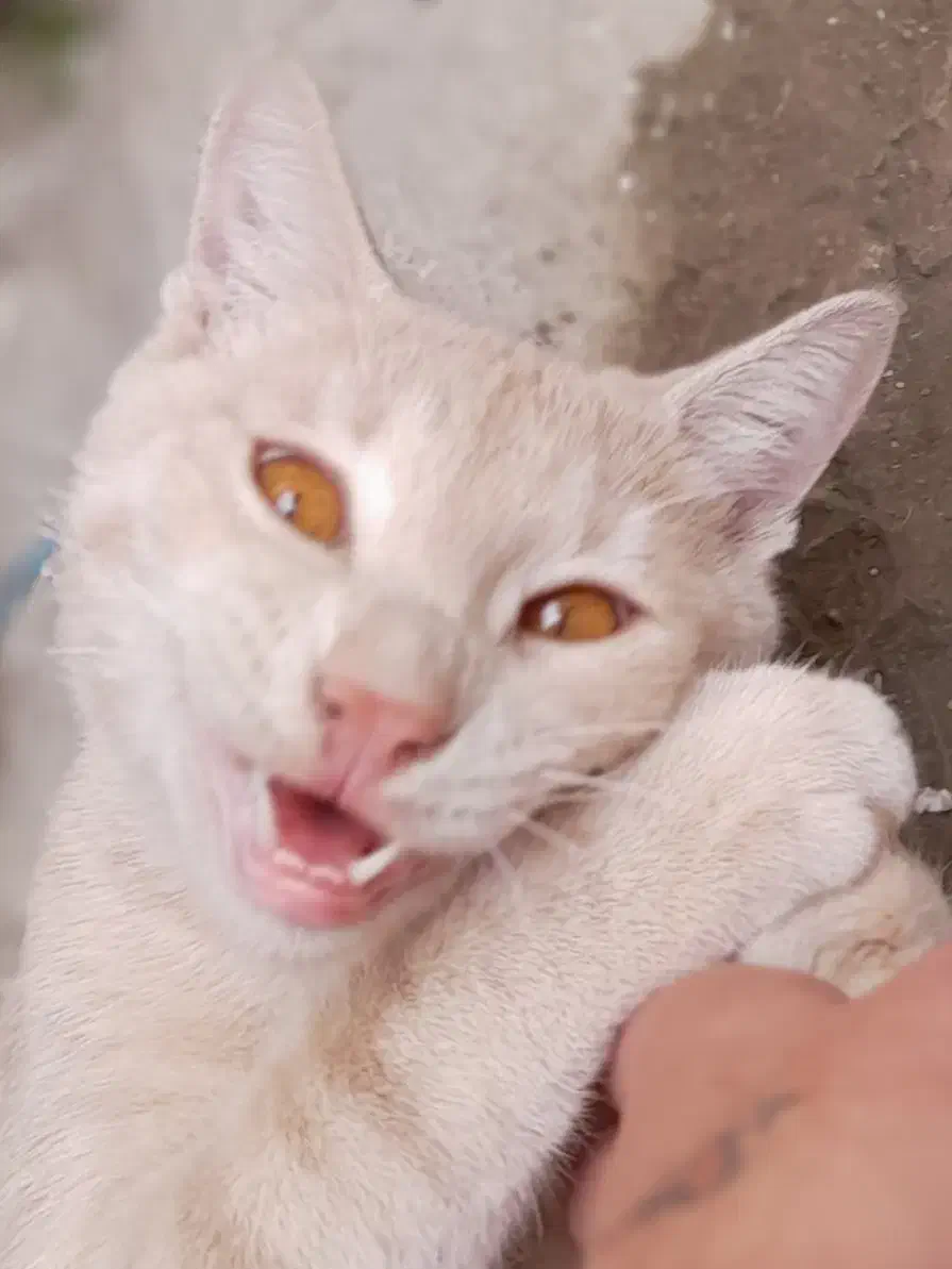 واگذاری گربهdomestic short hairرنگ کرم بژ|گربه|رشت, شهرک آیت الله منتظری|دیوار