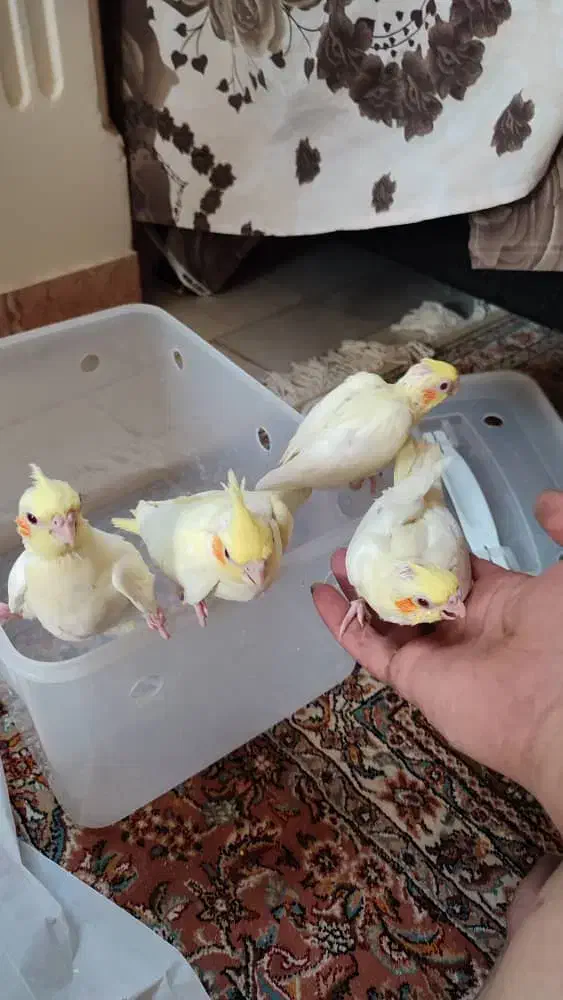 جوجه عروس هلندی سرلاکی نژاد سخنگو|پرنده|تهران, پونک|دیوار