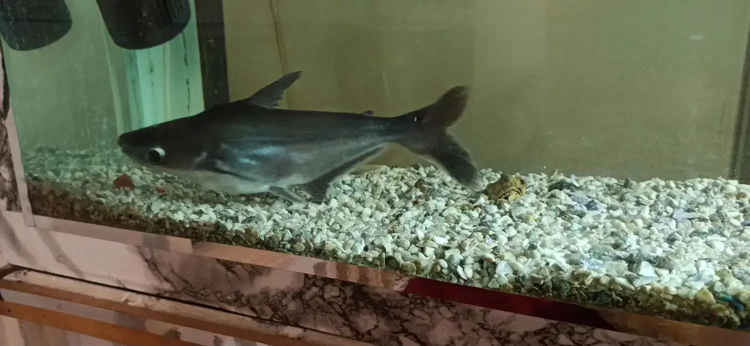 ماهی پنگوسی|ماهی|تبریز, |دیوار