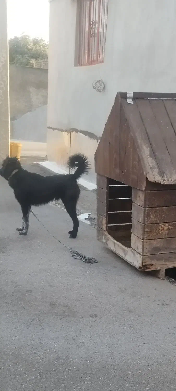 سگ قدرجونی نر 6ماهه|سگ|چوار, |دیوار