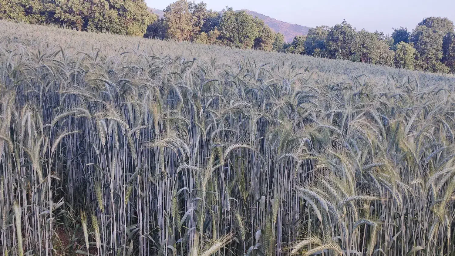 بذر گندم 400کیلو|گل و گیاه طبیعی|بانه, |دیوار