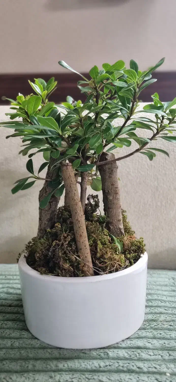 فیکوس بونسای جنگلی سالم و خوشفرم|گل و گیاه طبیعی|قم, شهرک سازمان آب|دیوار