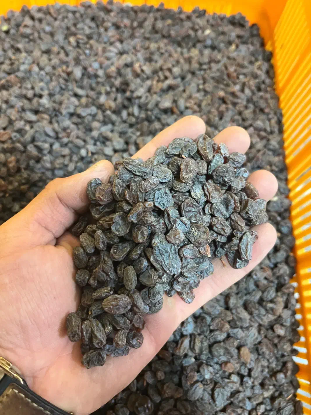 کشمش علیرضا|عمده‌فروشی|تاکستان, |دیوار