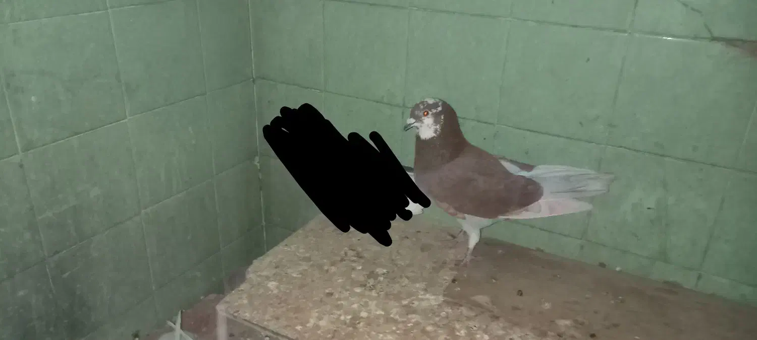 کبوتر پرشی|پرنده|شاهین‌شهر, گزبرخوار|دیوار