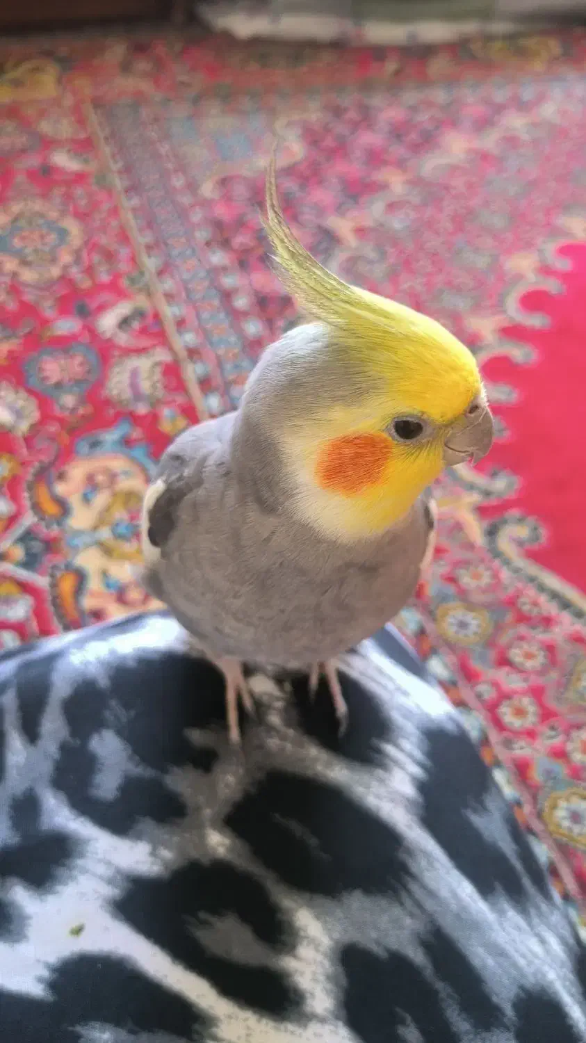 دو تا عروس هلندی نروماده|پرنده|کرج, حصارک بالا|دیوار