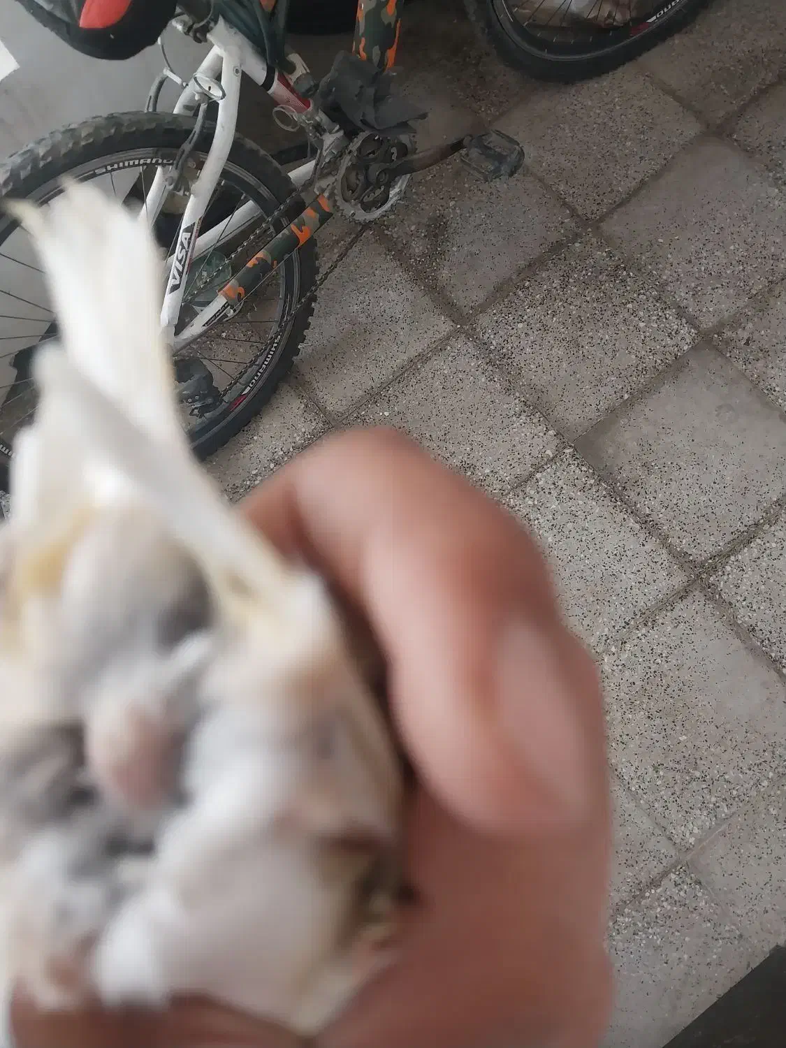 قناری ماده جفتی سهره|پرنده|ملایر, |دیوار