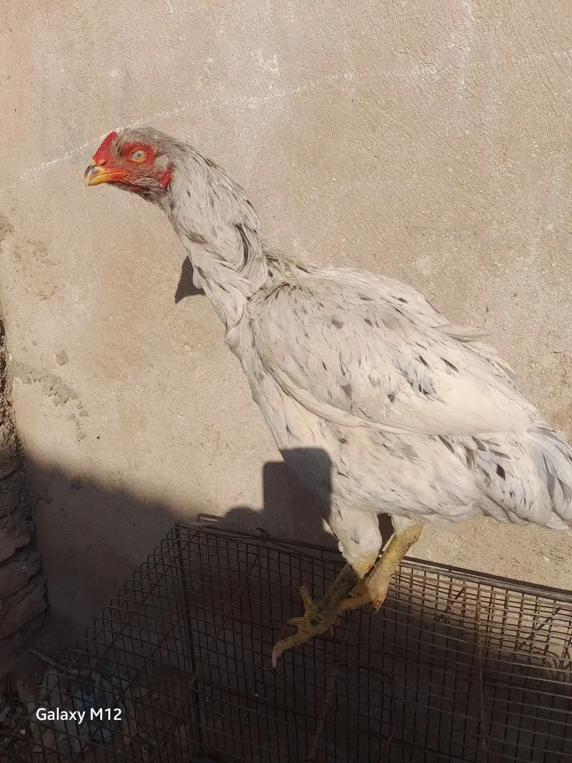 مرغ لاری سنگین وزن کرچ شو تخمگذار|حیوانات مزرعه|پاکدشت, پارچین|دیوار