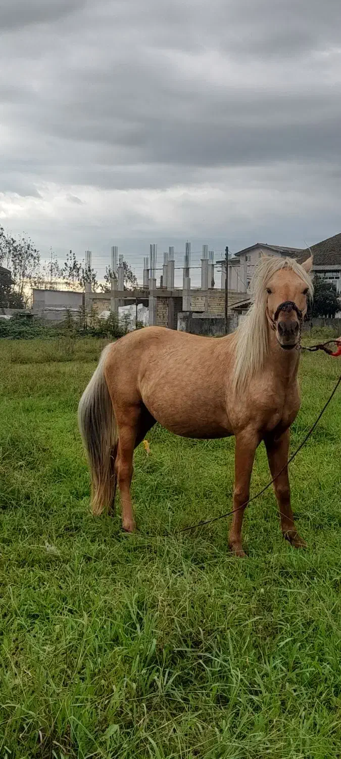 اسب کرد محلی|حیوانات مزرعه|آستارا, |دیوار